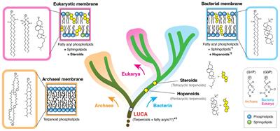 Editorial: Emergence of dynamic membranes – role of terpenoids in the evolution of membrane organization and regulation